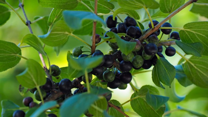 Seed Dispersal Prevention