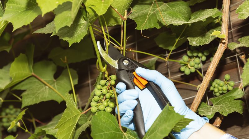 Crape Myrtle Pruning in Honolulu, HI