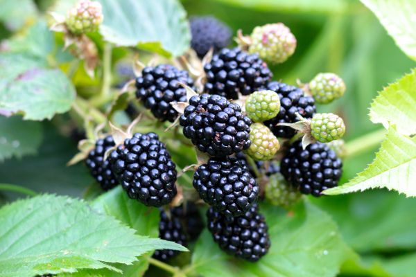 Grow your Blackberry Bush Removal business